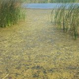 KARASU AZİZİYE MAHALLESİ KURUYOR.