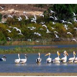 15 EYLÜL DÜNYA TEMİZLİK GÜNÜNDE "NALLIHAN KUŞ CENNETİ" NDEYİZ