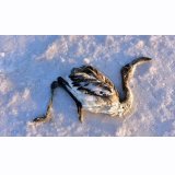 Tuz Gölü çorak bir flamingo mezarlığına dönüşmüştür, sorumlu sermayenin yanında olanlardırABC GAZETESİ)