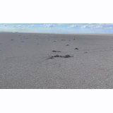 ÇMO`dan flamingo ölümlerine ilişkin açıklamaSOL TV)

