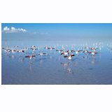 Flamingo cenneti mezarlığa dönüştüBirGün)
