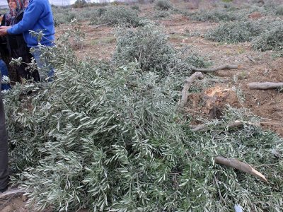 YIRCA`DA AĞAÇ KATLİAMI