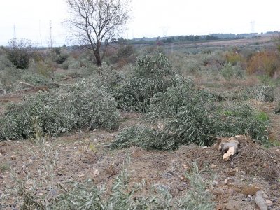YIRCA`DA AĞAÇ KATLİAMI